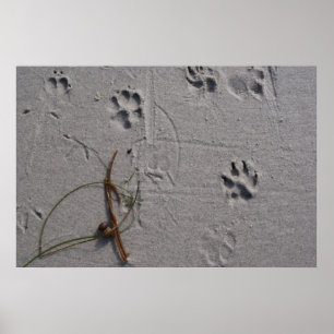 Poster Tarde de Cão-Dia