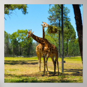 Poster Taronga Western Plains Zoo Dubbo - Girafas