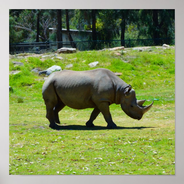Poster Taronga Western Plains Zoo Dubbo - Rhino (Frente)