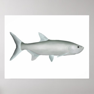 Poster Tarpon indo-Pacífico