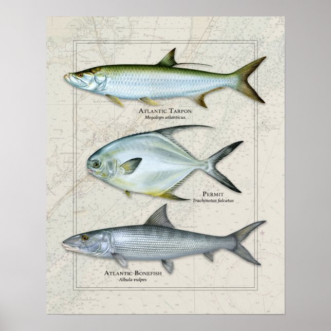 Poster Tarpon, Permissão, Trio Bonefish (Frente)
