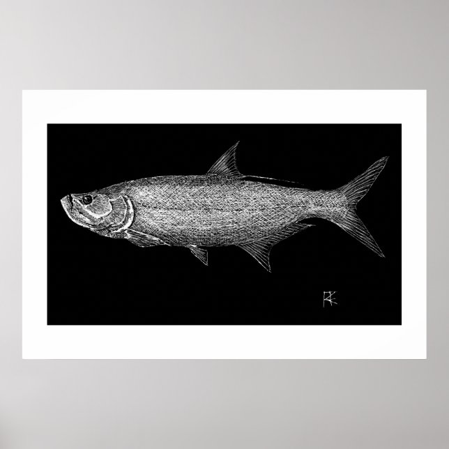 Poster Tarpon Scratch art (Frente)