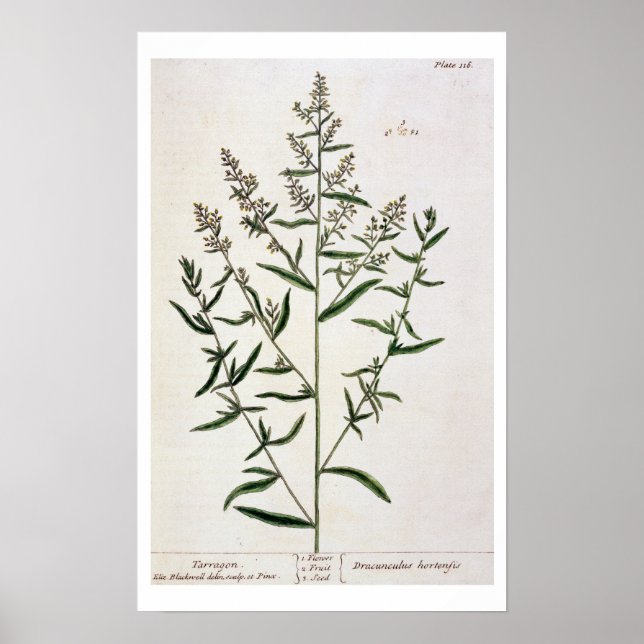 Poster Tarragão, placa 116 de "A Curia Herbal", publi (Frente)