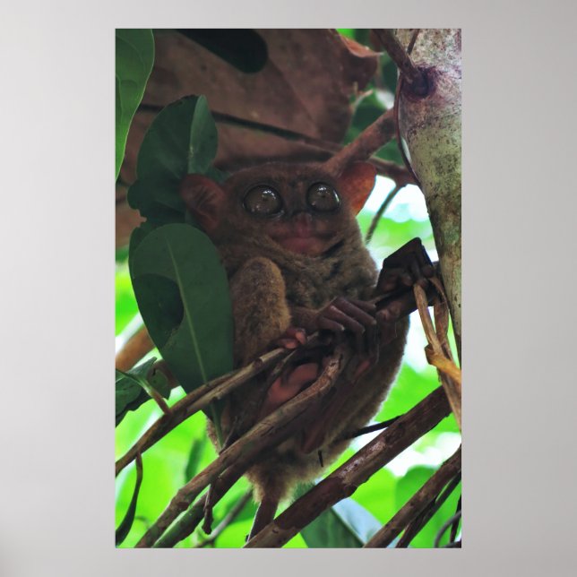 Poster Tarsier (Frente)