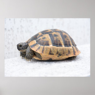 Pôster Tartaruga