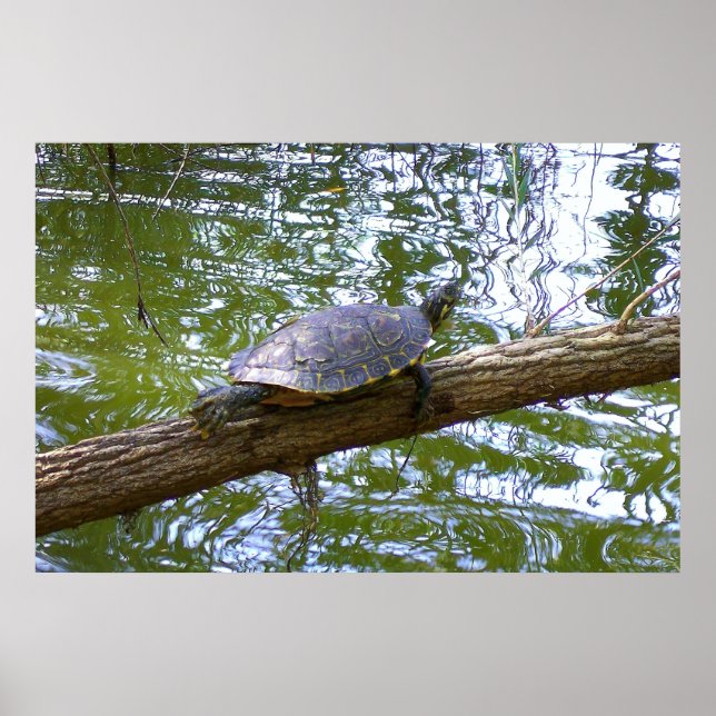 Poster Tartaruga (Frente)