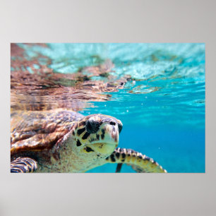 Poster Tartaruga