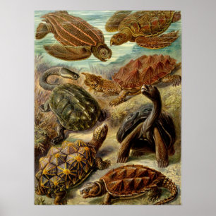 Poster Tartaruga (Chelonia) por Haeckel