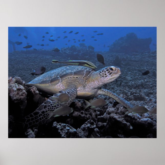 Poster Tartaruga com Hitchhiker (Frente)