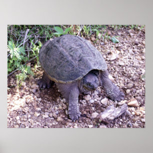 Pôster Tartaruga de agarramento 1
