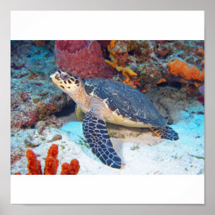 Pôster Tartaruga de Hawksbill