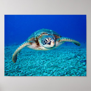 Poster Tartaruga de mar da natação