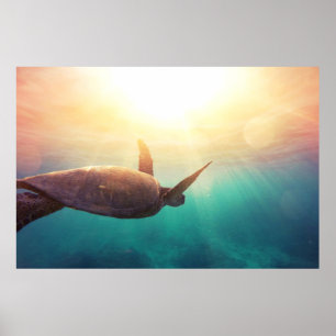 Poster Tartaruga de mar - fotografia subaquática da