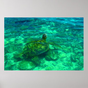 Pôster Tartaruga de mar havaiana de Honu (36" x 24")