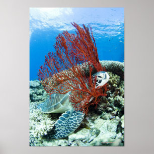 Poster Tartaruga de mar que descansa debaixo d'água