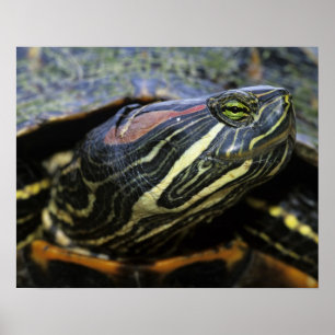 Pôster Tartaruga-de-ouvido-vermelho, Trachemys scripta el