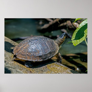 Poster Tartaruga de Rio em Tortuguero - Costa Rica