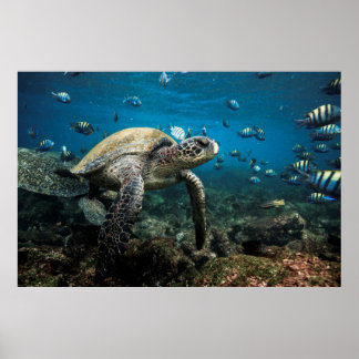 Poster Tartaruga-do-mar Galápagos com Sargento Peixes Imp