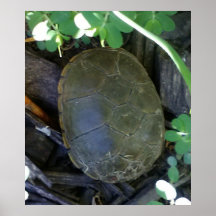 Tartaruga Entre a Vegetação