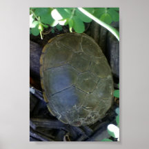 Tartaruga Entre a Vegetação