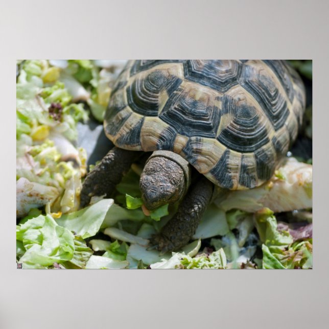 Poster Tartaruga Fofa (Frente)
