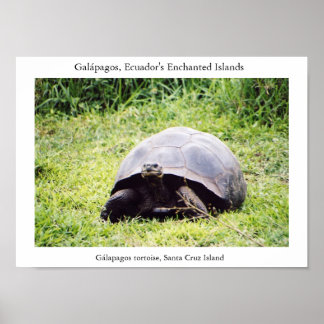 Poster Tartaruga Galápagos, grande como ele quer ser