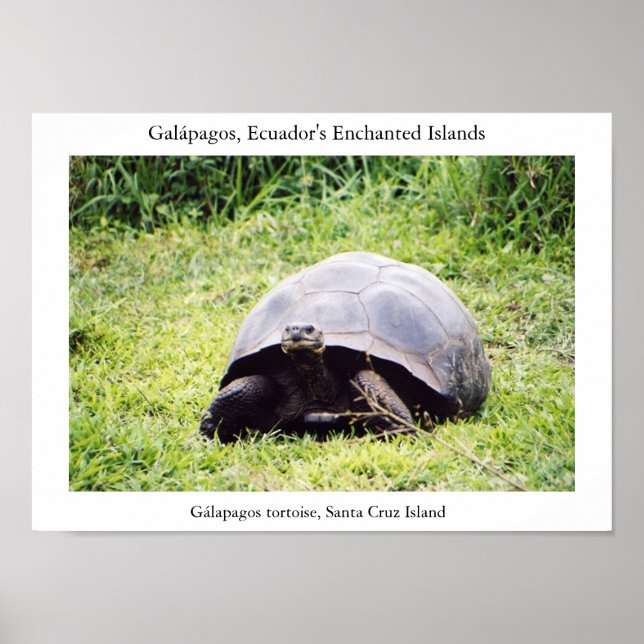 Poster Tartaruga Galápagos, grande como ele quer ser (Frente)
