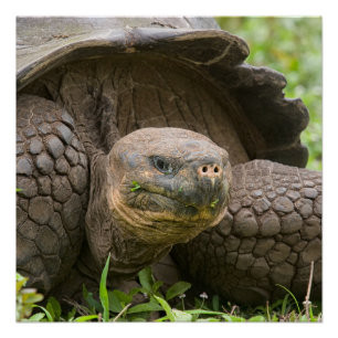 Pôster Tartaruga gigante