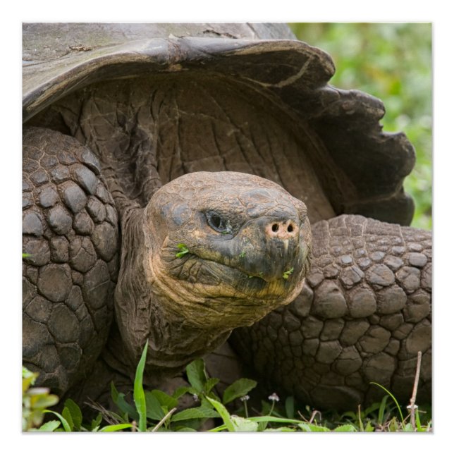 Pôster Tartaruga gigante (Frente)