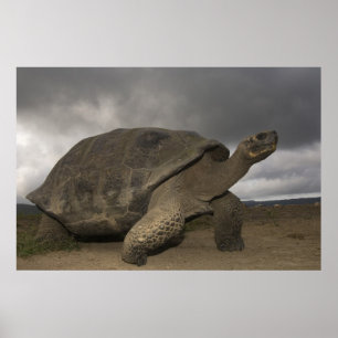 Pôster Tartaruga gigante de Galápagos Geochelone