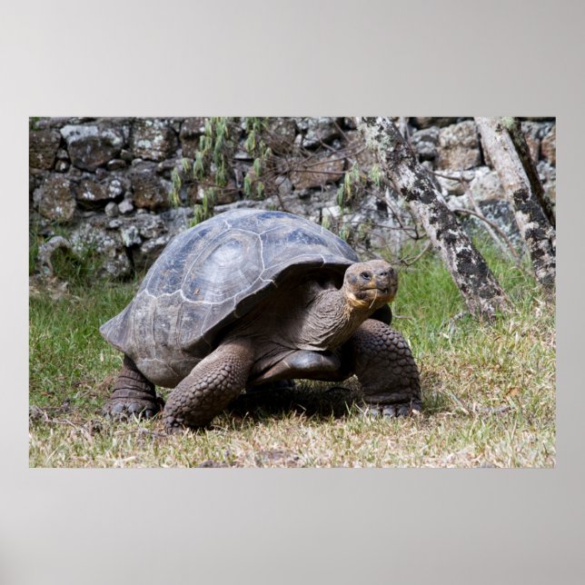 Pôster Tartaruga Gigante | Galápagos (Frente)