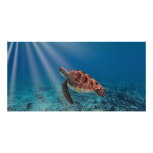 Pôster Tartaruga marinha