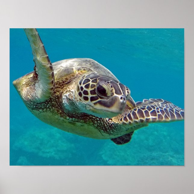Poster Tartaruga Marinha das Ilhas do Havaí (Frente)