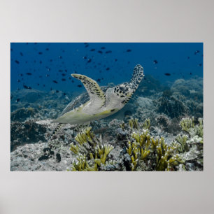 Poster Tartaruga Marinha de Pente Nadando