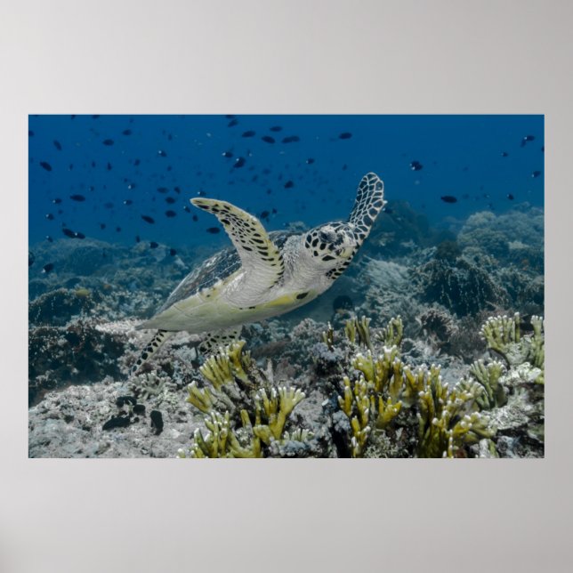 Poster Tartaruga Marinha de Pente Nadando (Frente)