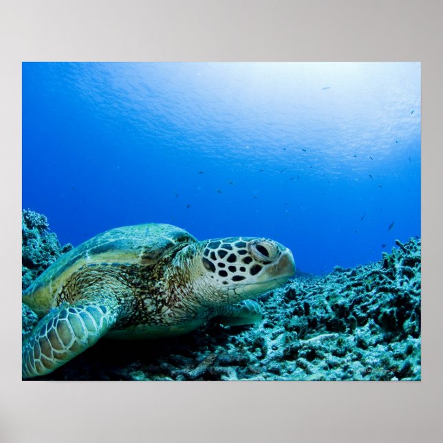 Poster Tartaruga marinha descansando submarina (Frente)