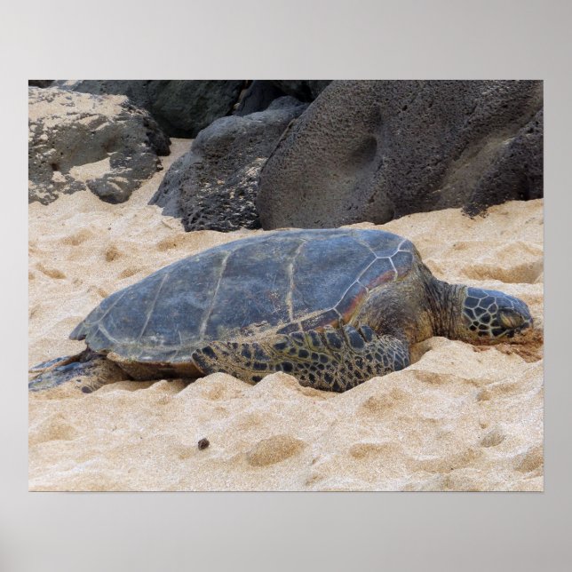 Poster Tartaruga Marinha Havaiana (Frente)