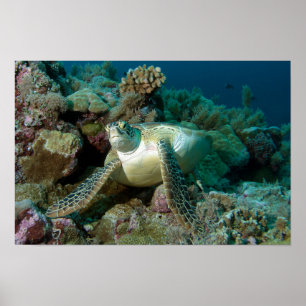 Poster Tartaruga Marinha Verde após descansar entre o rec