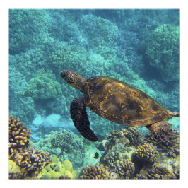 Pôster tartaruga no mar
