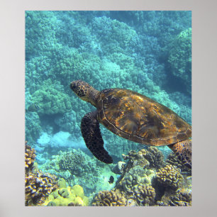 Poster tartaruga no mar