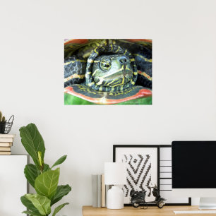 Poster Tartaruga Pintada (Chrysemys picta) 2