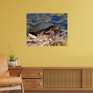 Poster Tartaruga pintada (Chrysemys picta) 3
