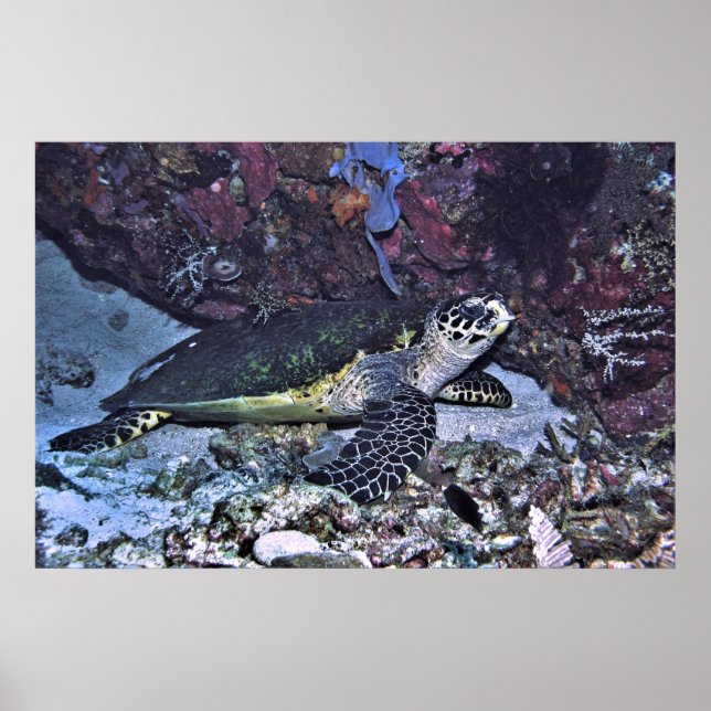 Poster Tartaruga Protegida (Frente)