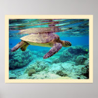 Tartaruga verde (Chelonia mydas)