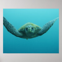 Tartaruga Verde (Chelonia mydas agassisi), Central