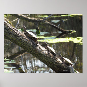 Poster - tartarugas da lagoa