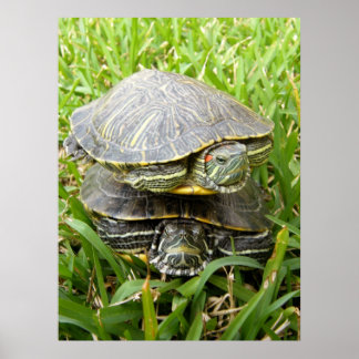 Poster Tartarugas de Deceiro Duplo