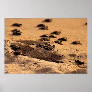 Pôster Tartarugas de mar