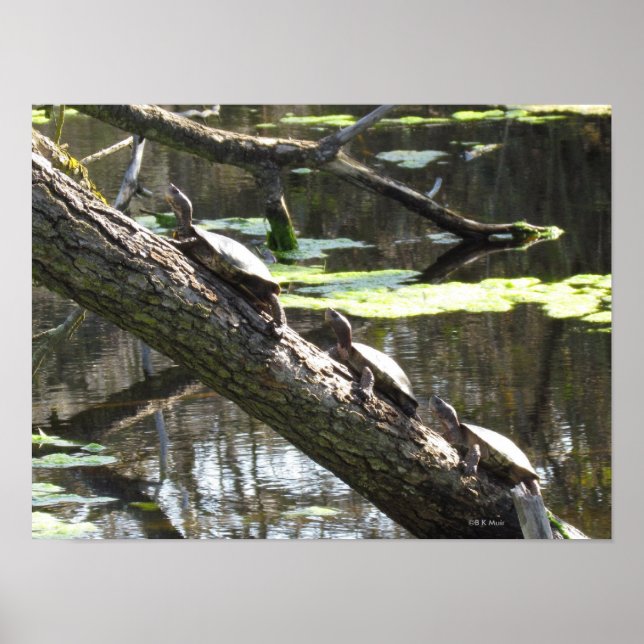 Poster - Tartarugas De Pond (Frente)