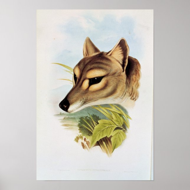 Poster Tasmanian Wolf or Tiger (Frente)